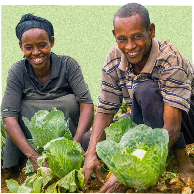 farmers harvesting fruit and veg