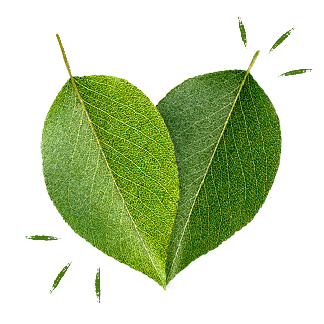 two leaves overlapping